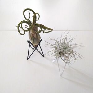 Set of 2 air plant holders